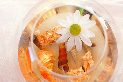 Natural Sea Shells Mixed Beach Seashells 9 Kinds 1.2"-3.5" 2 Kinds Starfish | Decorative Seashells for Bowls, Beach Themed Wedding Party, DIY Arts Crafts Project, Aquarium Fish Tank and Vase Filler