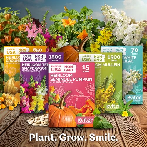 10,000 Black Eyed Susan Heirloom Flower Seeds for Planting, Rudbeckia Hirta | Gloriosa Daisy Wildflower Seeds, Flower Seeds for Planting Outside, Borders, Containers, Attracts Pollinators
