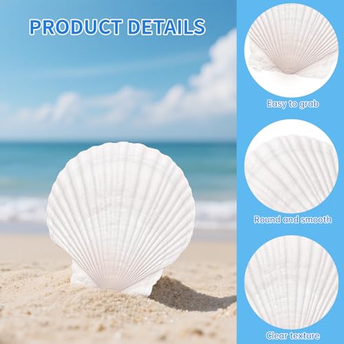 10PCS Natural Large Scallop Shells for Crafts, 4-5 in White Sea Shells, DIY | Smooth, cleaned surfaces suit painting, resin art, candle making, baking displays, weddings, classrooms and ocean parties.