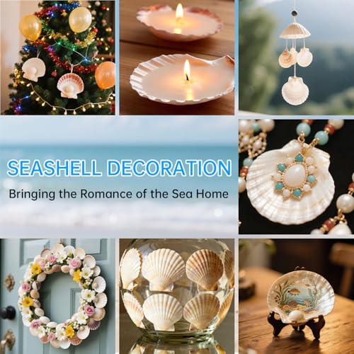 10PCS Natural Large Scallop Shells for Crafts, 4-5 in White Sea Shells, DIY | Smooth, cleaned surfaces suit painting, resin art, candle making, baking displays, weddings, classrooms and ocean parties.