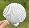 SEAJIAYI 10 PCS Large Scallop Shells 4-5 inch Natural White Scallop Shells from Sea Beach for DIY Craft Decor