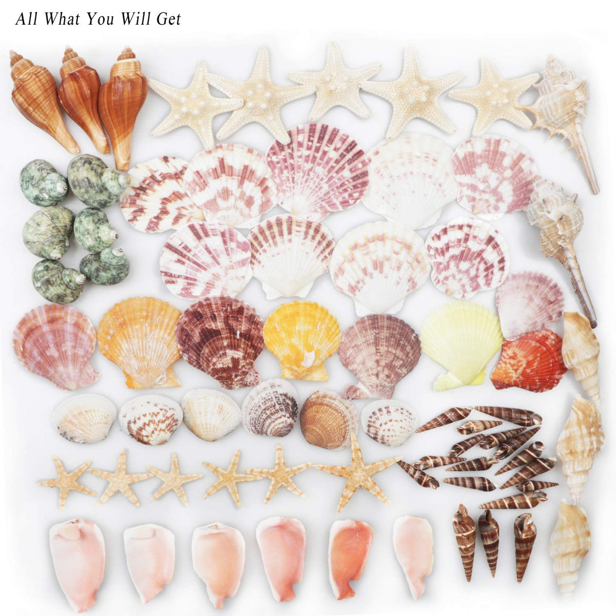 Natural Sea Shells Mixed Beach Seashells 9 Kinds 1.2"-3.5" 2 Kinds Starfish | Decorative Seashells for Bowls, Beach Themed Wedding Party, DIY Arts Crafts Project, Aquarium Fish Tank and Vase Filler
