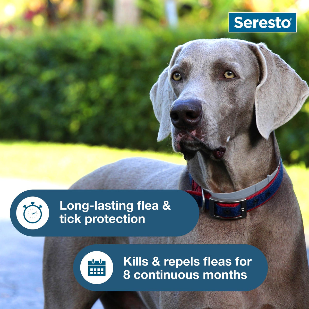 Seresto 8-Month Flea & Tick Collar for Large Dogs Over 18 lbs., 1ct