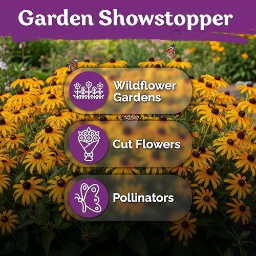 10,000 Black Eyed Susan Heirloom Flower Seeds for Planting, Rudbeckia Hirta | Gloriosa Daisy Wildflower Seeds, Flower Seeds for Planting Outside, Borders, Containers, Attracts Pollinators