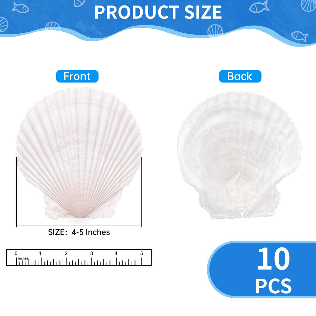 10PCS Natural Large Scallop Shells for Crafts, 4-5 in White Sea Shells, DIY | Smooth, cleaned surfaces suit painting, resin art, candle making, baking displays, weddings, classrooms and ocean parties.