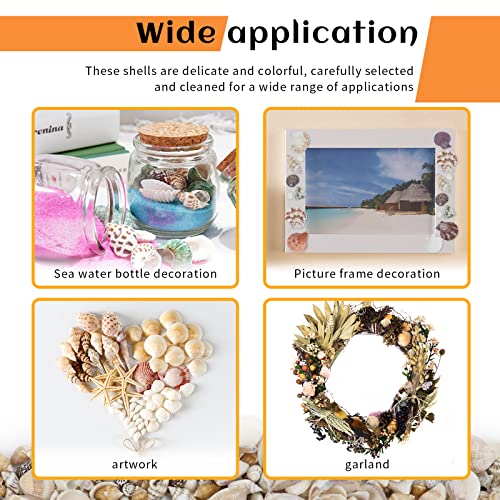 WEOXPR 200 Pcs Sea Shells Bulk Mixed Ocean Beach Seashells for Kids, Various Sizes Natural Sea Shell for Crafts, Home Decorations, Beach Theme Party, Wedding Decor, DIY Crafts, Crafting Shells
