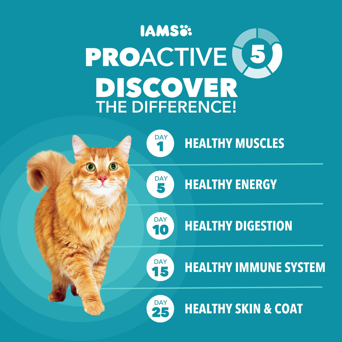 IAMS Proactive Health Indoor Dry Cat Food, Chicken & Turkey, 7 lb | Vet-recommended, Real Chicken #1 Ingredient, Proprietary Fiber Blend, Prebiotics for Healthy Digestion, Hairball Control