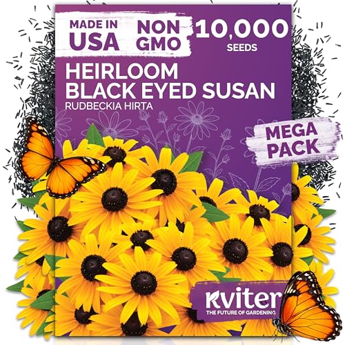 10,000 Black Eyed Susan Heirloom Flower Seeds for Planting, Rudbeckia Hirta | Gloriosa Daisy Wildflower Seeds, Flower Seeds for Planting Outside, Borders, Containers, Attracts Pollinators