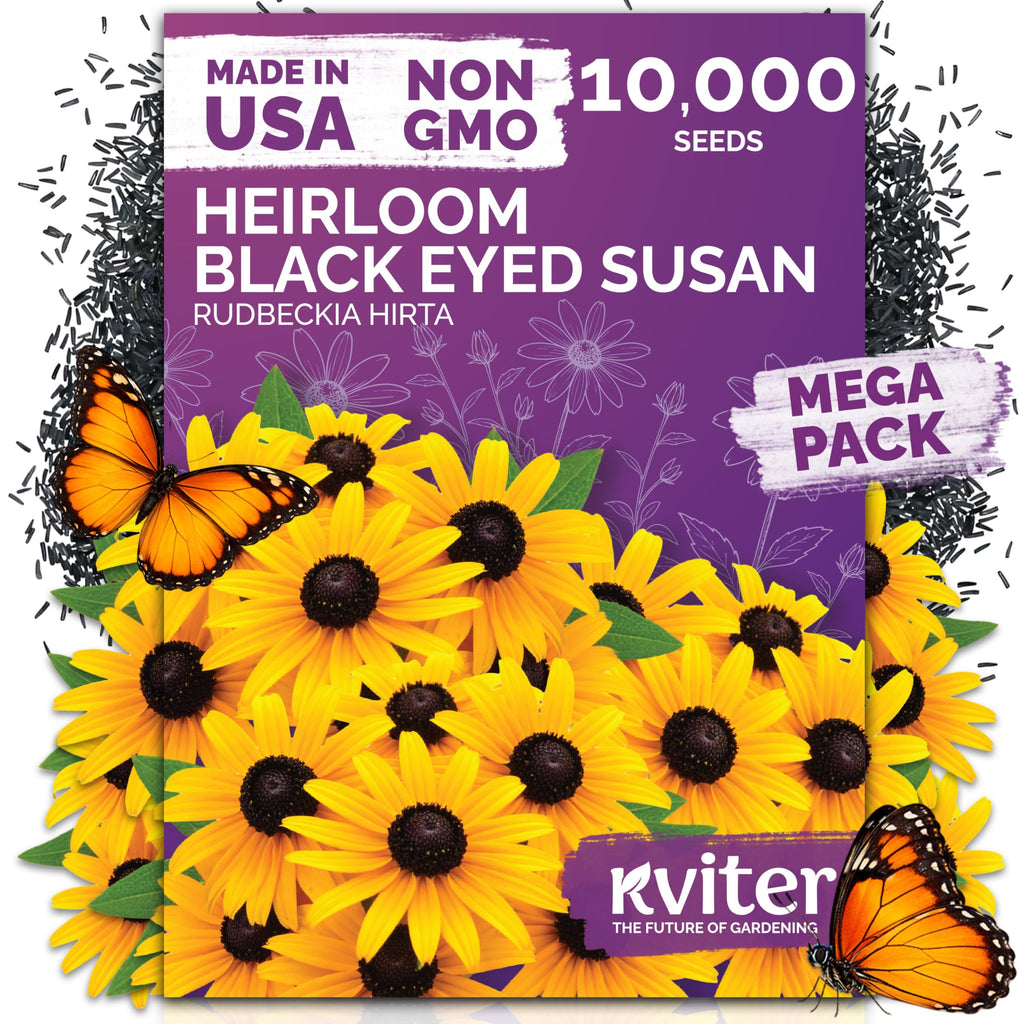 10,000 Black Eyed Susan Heirloom Flower Seeds for Planting, Rudbeckia Hirta | Gloriosa Daisy Wildflower Seeds, Flower Seeds for Planting Outside, Borders, Containers, Attracts Pollinators