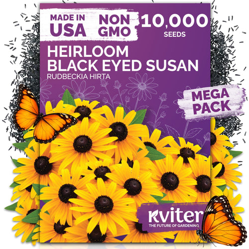 10,000 Black Eyed Susan Heirloom Flower Seeds for Planting, Rudbeckia Hirta | Gloriosa Daisy Wildflower Seeds, Flower Seeds for Planting Outside, Borders, Containers, Attracts Pollinators