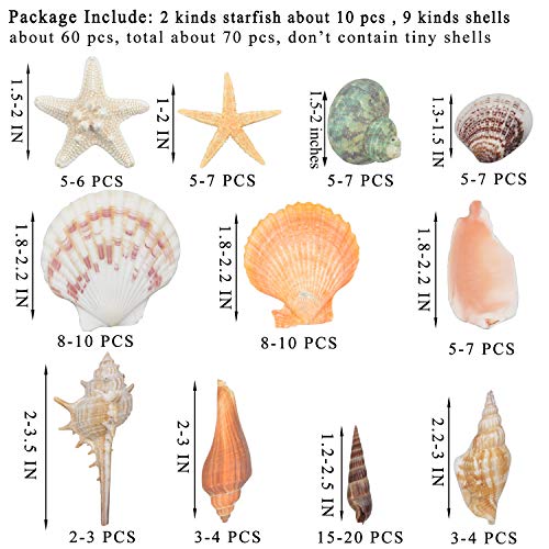 Natural Sea Shells Mixed Beach Seashells 9 Kinds 1.2"-3.5" 2 Kinds Starfish | Decorative Seashells for Bowls, Beach Themed Wedding Party, DIY Arts Crafts Project, Aquarium Fish Tank and Vase Filler
