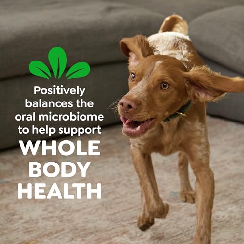 Greenies Regular Dental Dog Treats, Original Chicken Flavor, 36 Count | Veterinarian-recommended, supports oral health & freshens breath, clean to gumline, for dogs 25-50 lbs, chicken flavor
