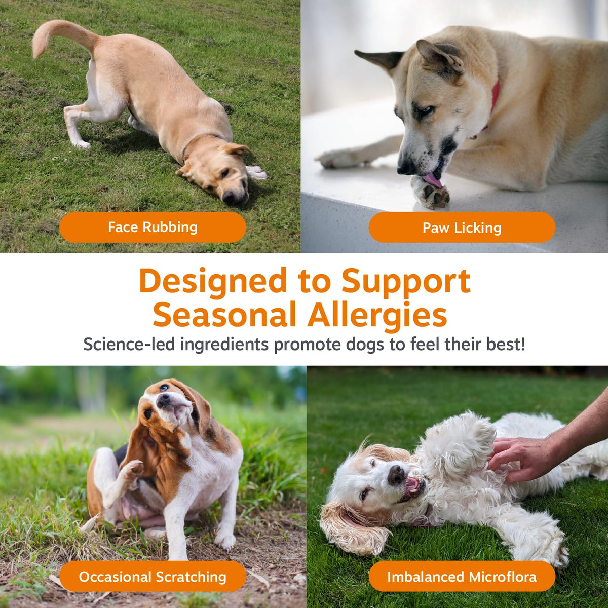 Zesty Paws Dog Allergy Chews - Dog Allergy Relief, Lamb, 90 Ct | Itch Relief for Dogs Soft Chews with Probiotics for Itchy Skin, Ears and Paws