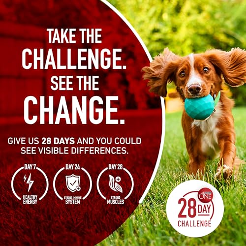 Purina ONE Lamb and Rice Formula Dry Dog Food for Digestive Support | Dog food with real lamb as first ingredient, Microbiome Balanced and prebiotic fiber, supports digestive health