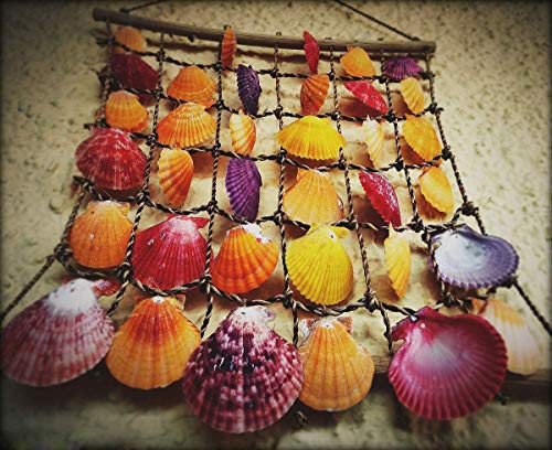 Natural Sea Shells Mixed Beach Seashells 9 Kinds 1.2"-3.5" 2 Kinds Starfish | Decorative Seashells for Bowls, Beach Themed Wedding Party, DIY Arts Crafts Project, Aquarium Fish Tank and Vase Filler