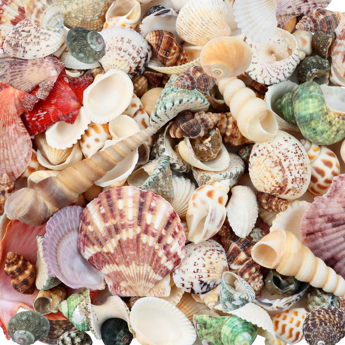 WEOXPR 200 Pcs Sea Shells Bulk Mixed Ocean Beach Seashells for Kids, Various Sizes Natural Sea Shell for Crafts, Home Decorations, Beach Theme Party, Wedding Decor, DIY Crafts, Crafting Shells