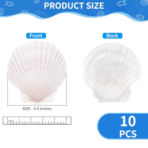 10PCS Natural Large Scallop Shells for Crafts, 4-5 in White Sea Shells, DIY | Smooth, cleaned surfaces suit painting, resin art, candle making, baking displays, weddings, classrooms and ocean parties.