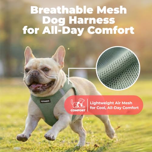 Voyager Step-in Air Dog Vest Harness - Moss Green, Small | 14.5-16" in Chest, Reflective Bands, All Weather Breathable Air Mesh, Cats Compatible, Lightweight, Fast Drying