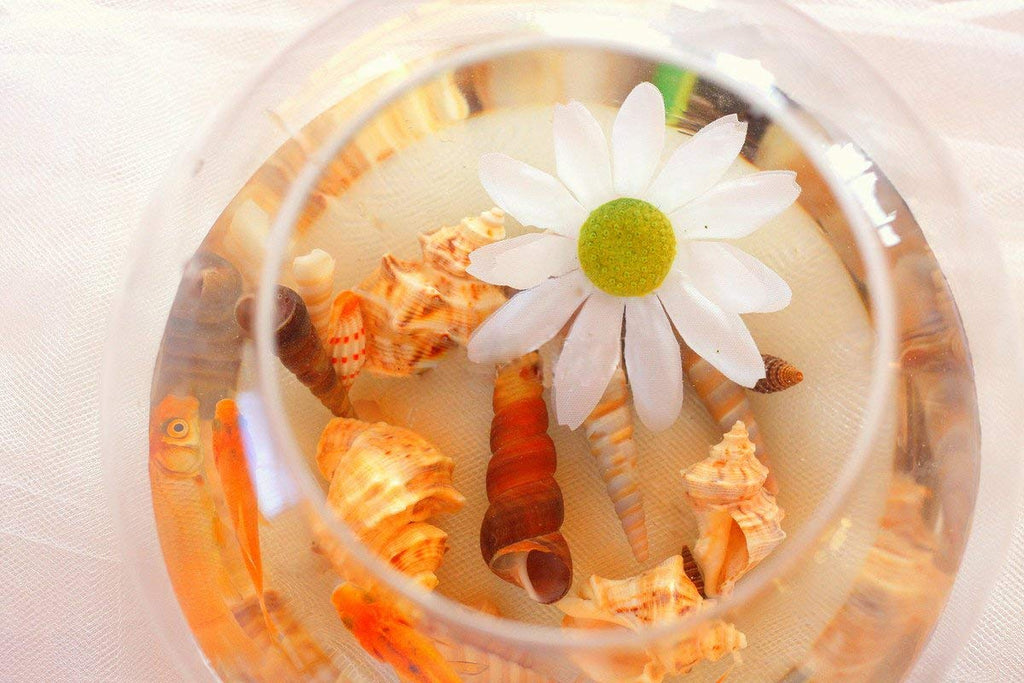 Natural Sea Shells Mixed Beach Seashells 9 Kinds 1.2"-3.5" 2 Kinds Starfish | Decorative Seashells for Bowls, Beach Themed Wedding Party, DIY Arts Crafts Project, Aquarium Fish Tank and Vase Filler