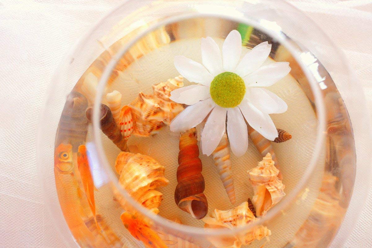 Natural Sea Shells Mixed Beach Seashells 9 Kinds 1.2"-3.5" 2 Kinds Starfish | Decorative Seashells for Bowls, Beach Themed Wedding Party, DIY Arts Crafts Project, Aquarium Fish Tank and Vase Filler
