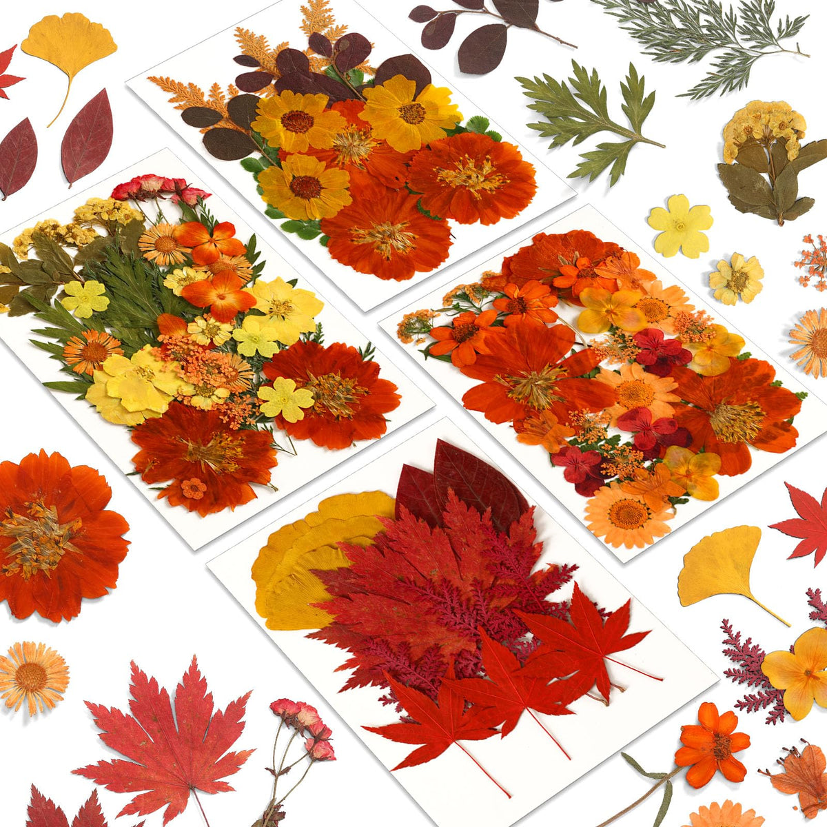 Augshy Fall Dried Pressed Flowers and Leaves for Autumn Crafts Resin DIY | Real Pressed Flowers, Ideal for Scrapbooking Candle Making,Autumn Foliage Colors,100 Pcs Craft Set