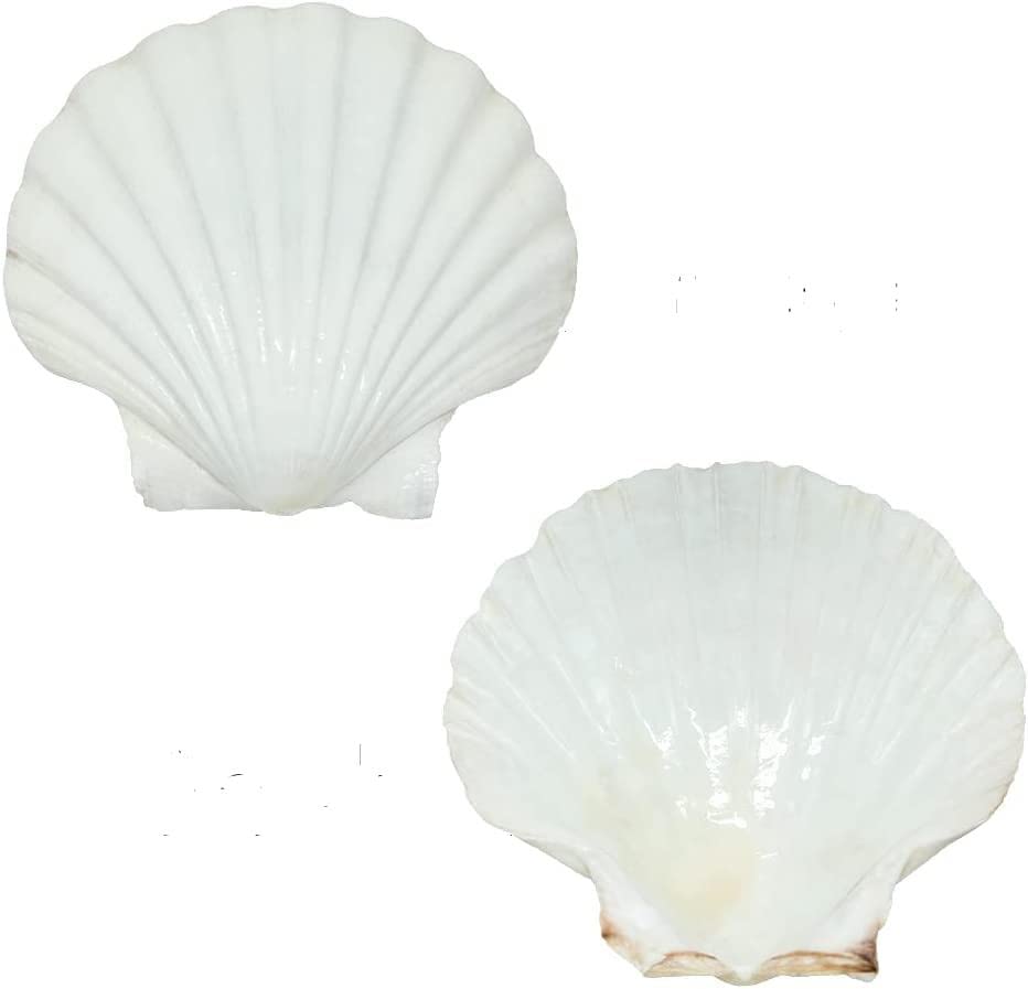 SEAJIAYI 10 PCS Large Scallop Shells 4-5 inch Natural White Scallop Shells from Sea Beach for DIY Craft Decor